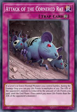 Attack of the Cornered Rat